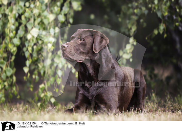Labrador Retriever / BK-02154