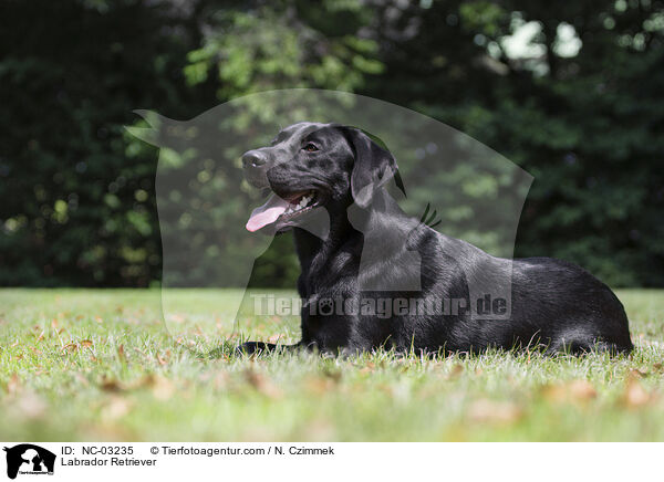 Labrador Retriever / NC-03235