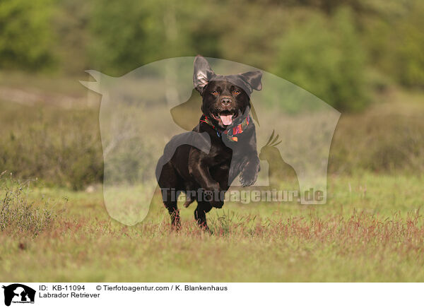 Labrador Retriever / KB-11094