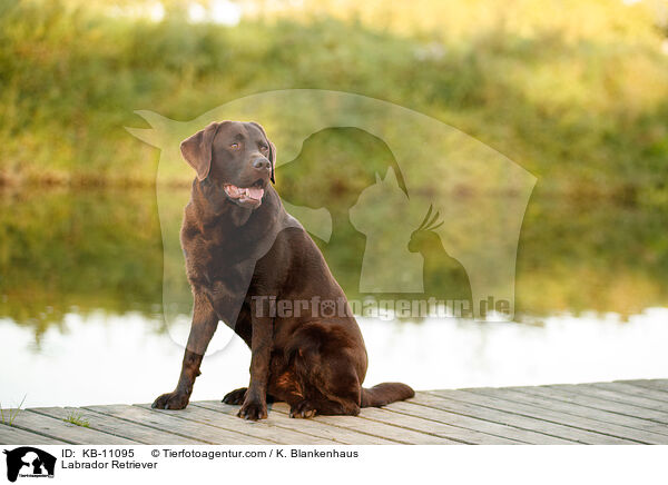 Labrador Retriever / KB-11095