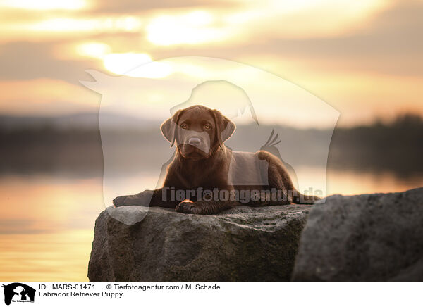 Labrador Retriever Puppy / MARS-01471