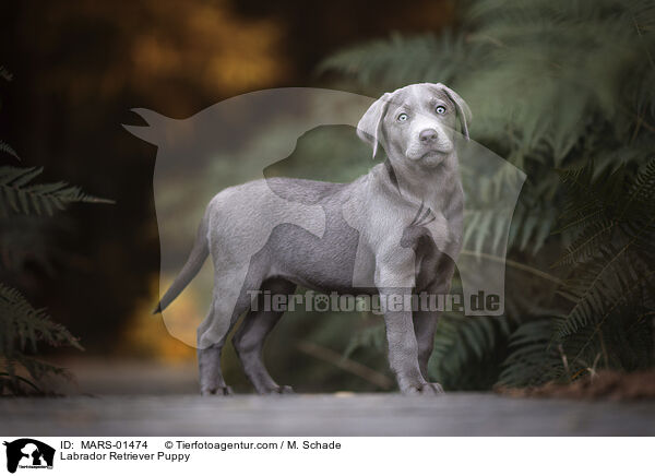 Labrador Retriever Puppy / MARS-01474