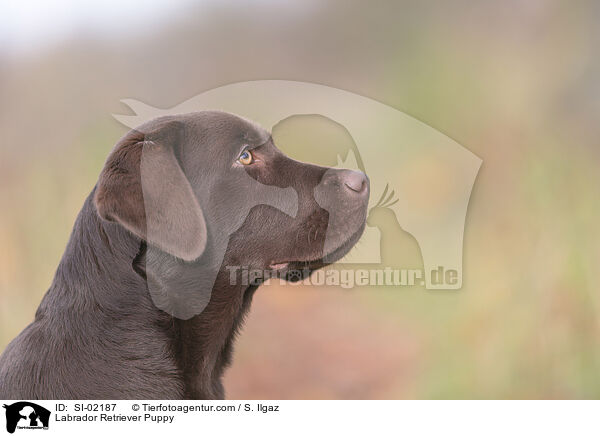 Labrador Retriever Puppy / SI-02187