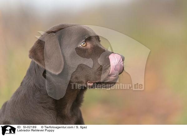 Labrador Retriever Puppy / SI-02189