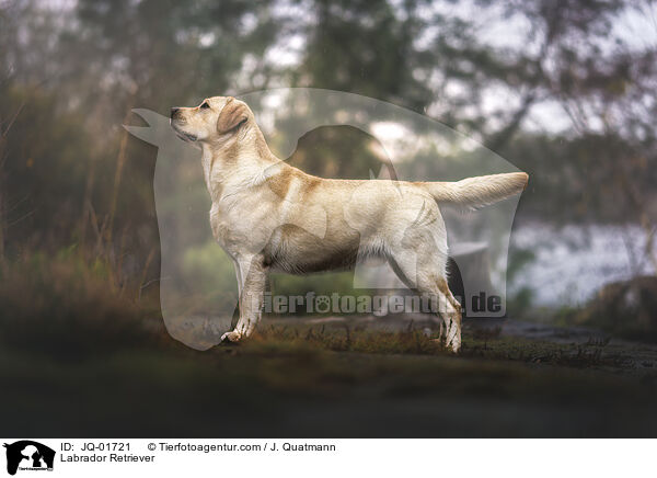 Labrador Retriever / JQ-01721