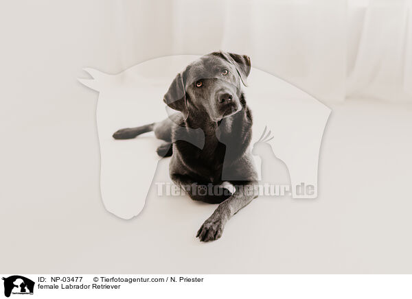 Labrador Retriever Hndin / female Labrador Retriever / NP-03477