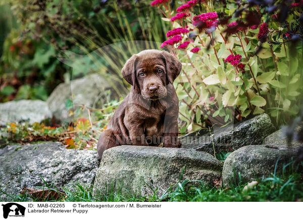 Labrador Retriever Puppy / MAB-02265