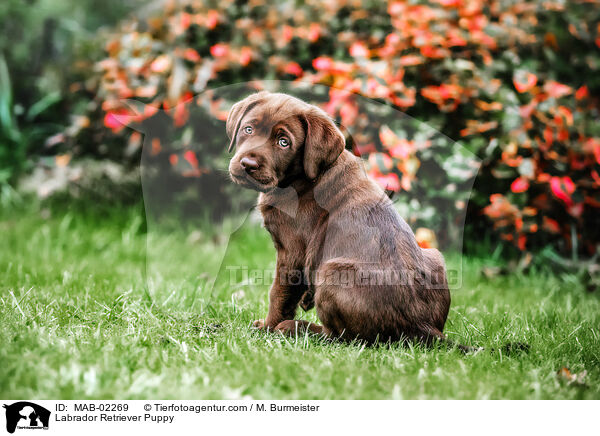 Labrador Retriever Puppy / MAB-02269