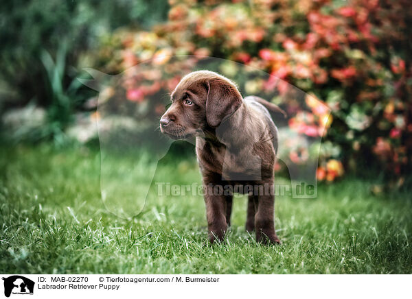 Labrador Retriever Puppy / MAB-02270