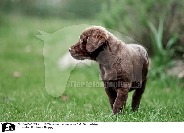Labrador Retriever Puppy / MAB-02274