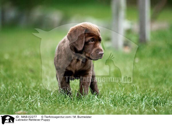 Labrador Retriever Puppy / MAB-02277