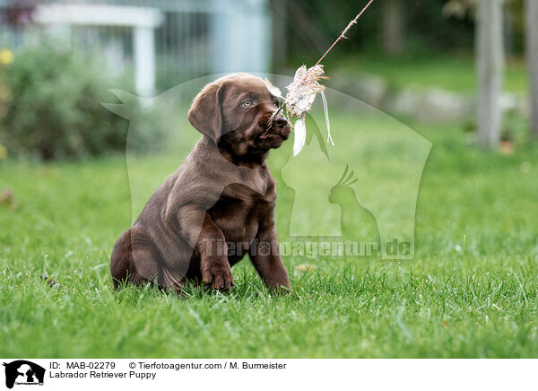 Labrador Retriever Puppy / MAB-02279