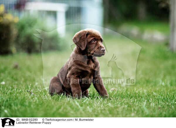 Labrador Retriever Puppy / MAB-02280