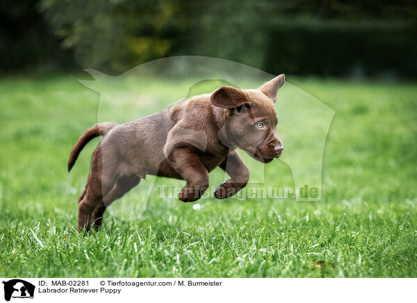 Labrador Retriever Puppy / MAB-02281