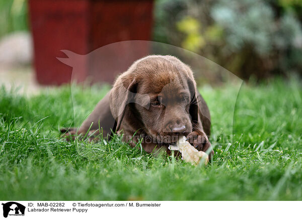 Labrador Retriever Puppy / MAB-02282