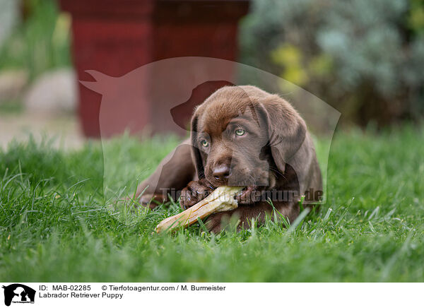 Labrador Retriever Puppy / MAB-02285