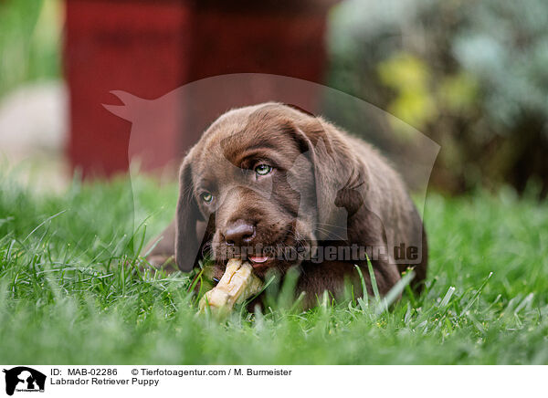 Labrador Retriever Puppy / MAB-02286