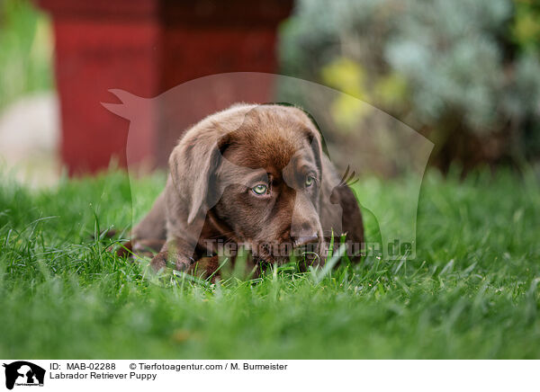 Labrador Retriever Puppy / MAB-02288