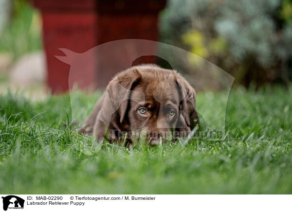 Labrador Retriever Puppy / MAB-02290