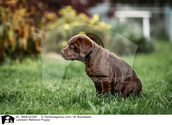 Labrador Retriever Puppy / MAB-02294