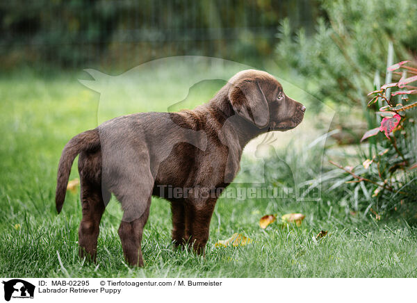 Labrador Retriever Puppy / MAB-02295