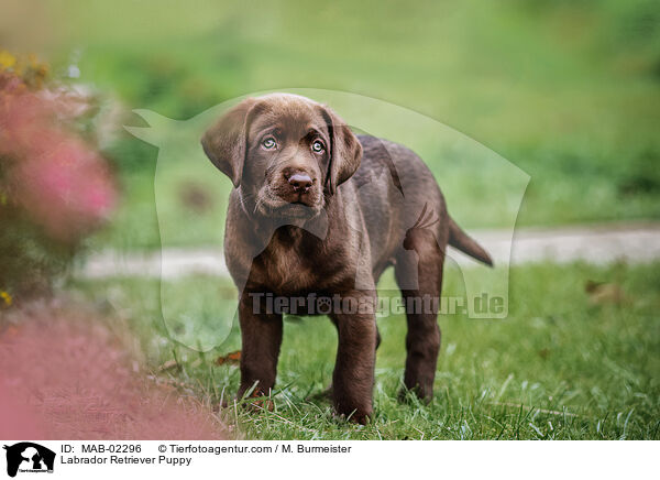 Labrador Retriever Puppy / MAB-02296