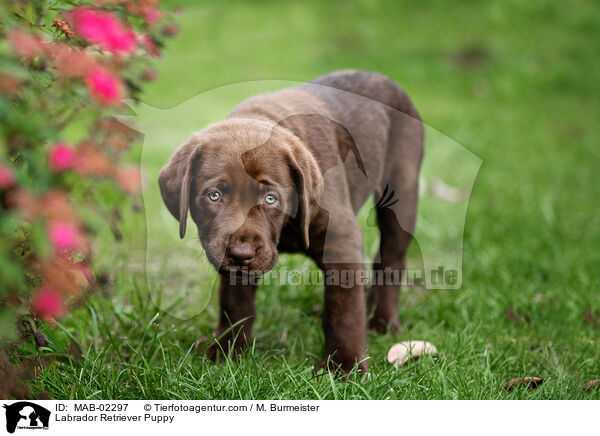 Labrador Retriever Puppy / MAB-02297
