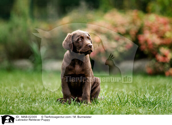 Labrador Retriever Puppy / MAB-02300