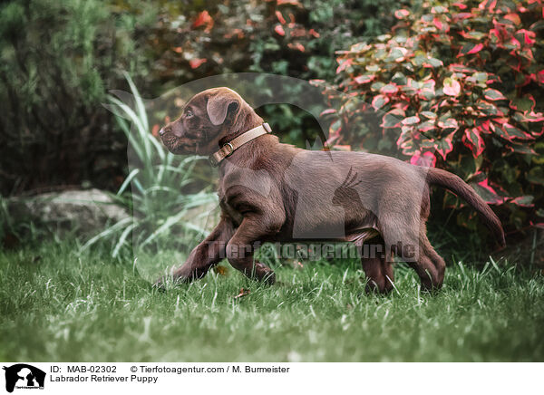 Labrador Retriever Puppy / MAB-02302