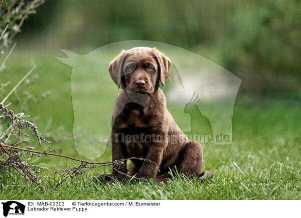 Labrador Retriever Puppy / MAB-02303