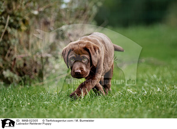 Labrador Retriever Puppy / MAB-02305