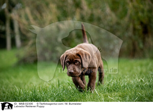 Labrador Retriever Puppy / MAB-02306