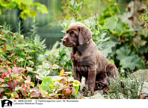 Labrador Retriever Puppy / MAB-02308
