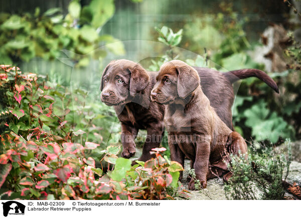 Labrador Retriever Puppies / MAB-02309
