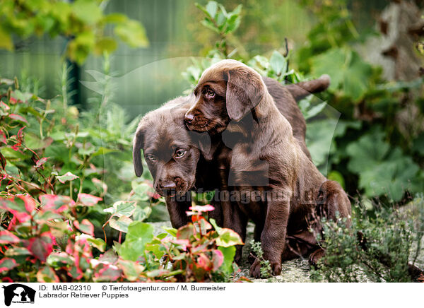 Labrador Retriever Puppies / MAB-02310
