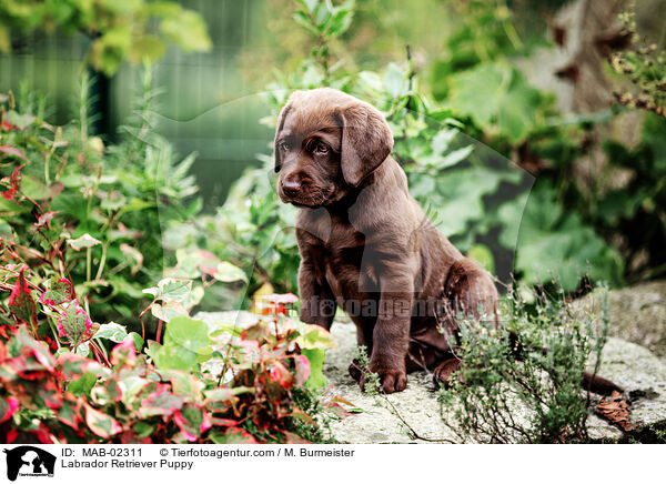 Labrador Retriever Puppy / MAB-02311