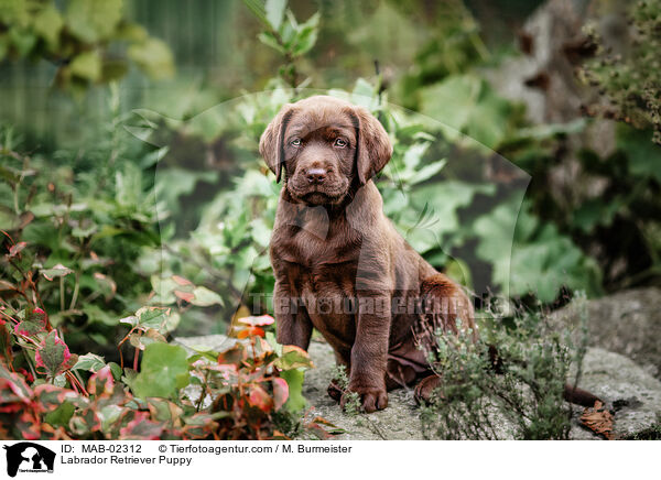 Labrador Retriever Puppy / MAB-02312
