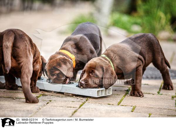 Labrador Retriever Puppies / MAB-02314