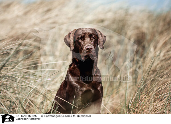 Labrador Retriever / MAB-02325