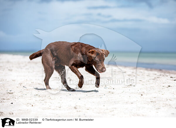 Labrador Retriever / MAB-02339