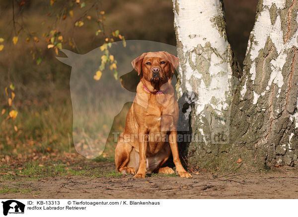redfox Labrador Retriever / KB-13313