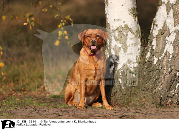 redfox Labrador Retriever / KB-13314