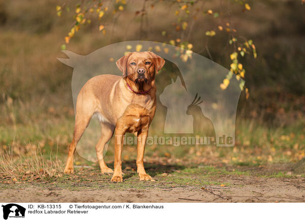 redfox Labrador Retriever / KB-13315