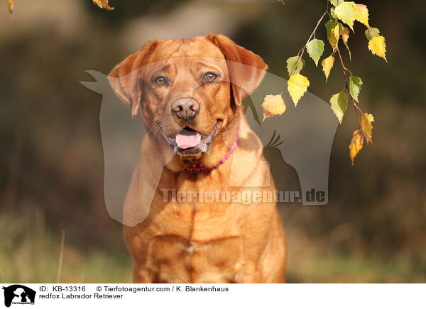 redfox Labrador Retriever / KB-13316