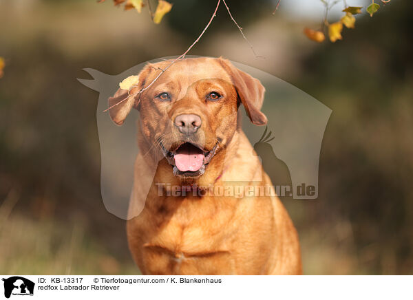 redfox Labrador Retriever / KB-13317