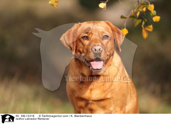 redfox Labrador Retriever / KB-13318