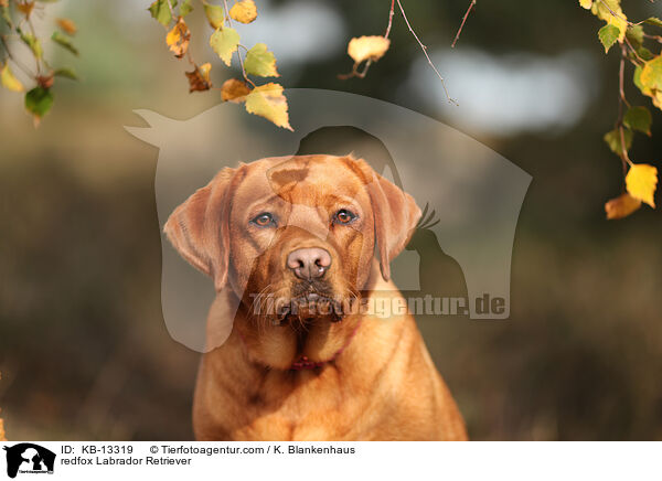 redfox Labrador Retriever / KB-13319