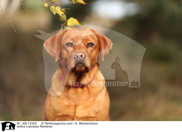 redfox Labrador Retriever / KB-13320