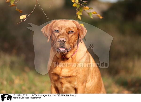 redfox Labrador Retriever / KB-13321