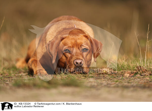 redfox Labrador Retriever / KB-13324